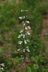 White false indigo